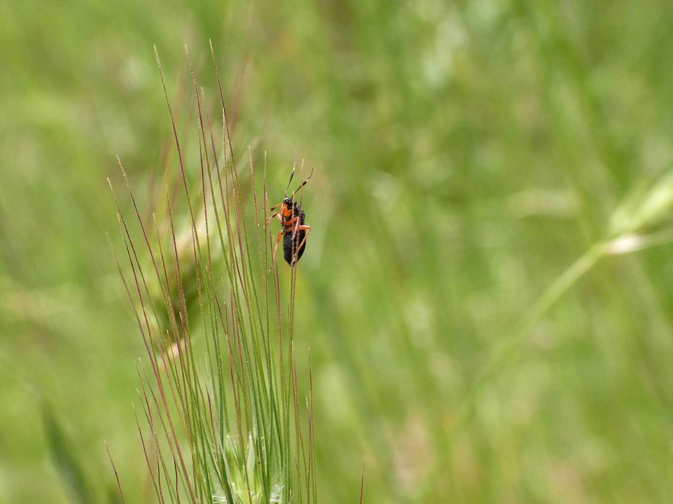 Capsus? S, Capsus ater f. tyrannus